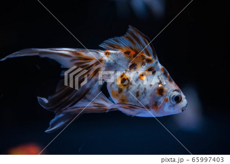 金魚 65997403