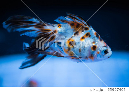 金魚 金魚 65997405