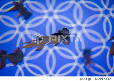 金魚 金魚 65997432
