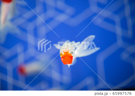 金魚 金魚 65997576