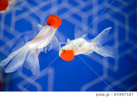金魚 金魚 65997587
