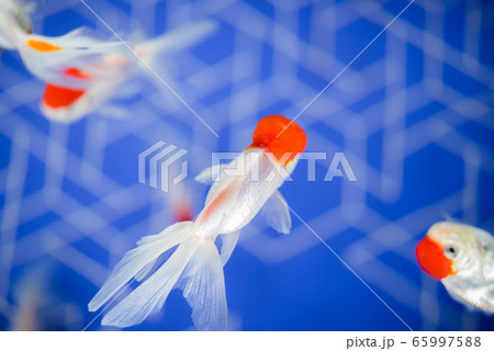 金魚 金魚 65997588