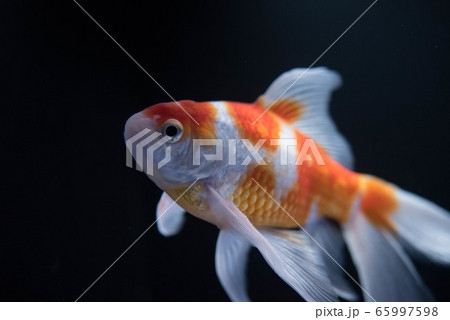 金魚 金魚 65997598