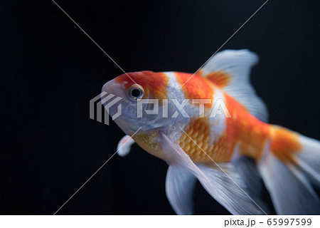 金魚 金魚 65997599