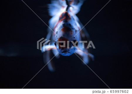 金魚 金魚 65997602