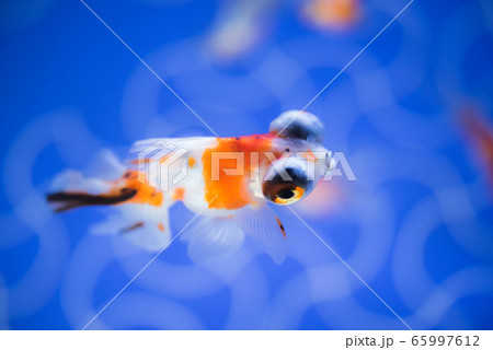金魚 金魚 65997612
