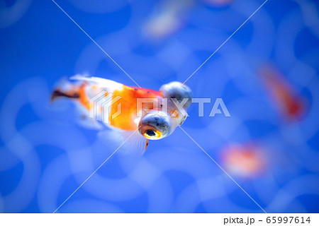金魚 65997614