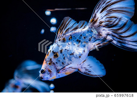 金魚 65997618