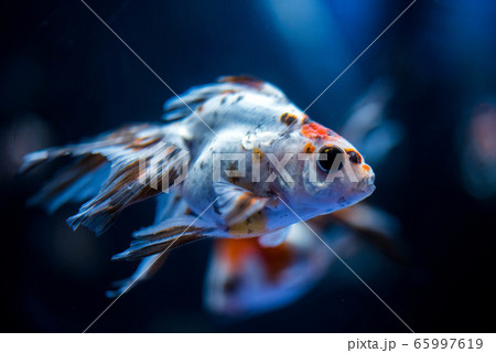 金魚 金魚 65997619