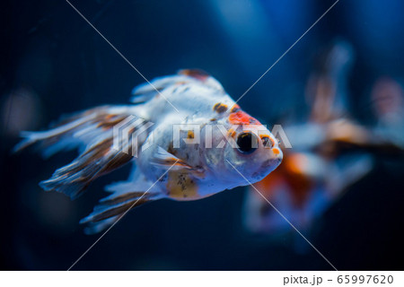 金魚 金魚 65997620