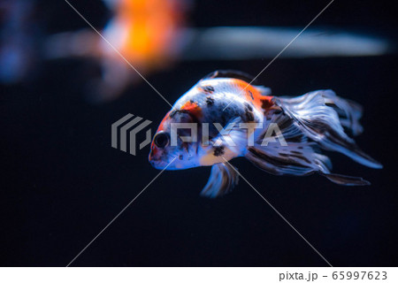 金魚 金魚 65997623