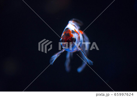 金魚 金魚 65997624
