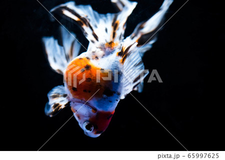 金魚 金魚 65997625