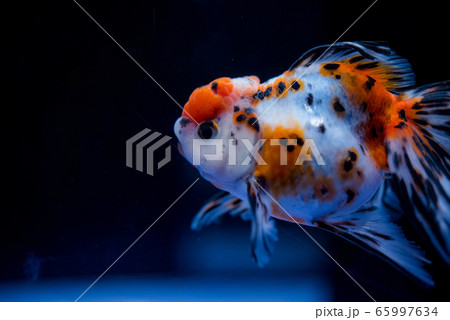 金魚 金魚 65997634