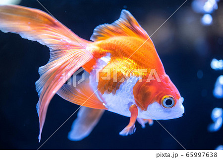 金魚の写真素材