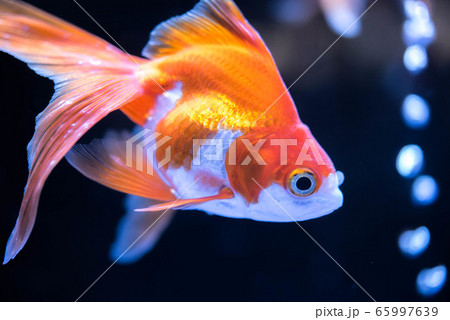 金魚 金魚 65997639