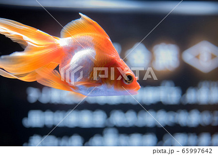 金魚 金魚 65997642