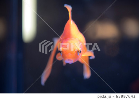 金魚 65997643