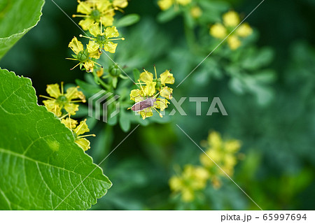 ホソハリカメムシ 65997694