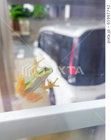 窓ガラスに張り付く蛙 65997742