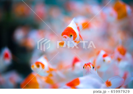 金魚 65997929