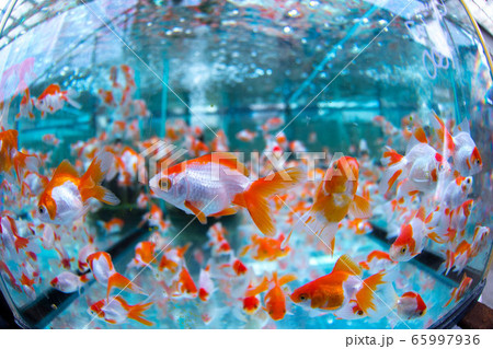 金魚 65997936