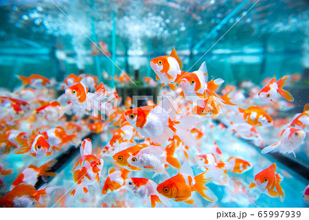 金魚 65997939