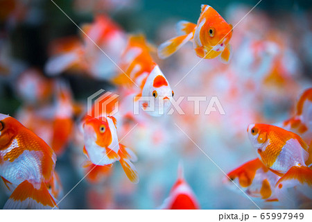 金魚の写真素材