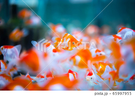 金魚 金魚 65997955