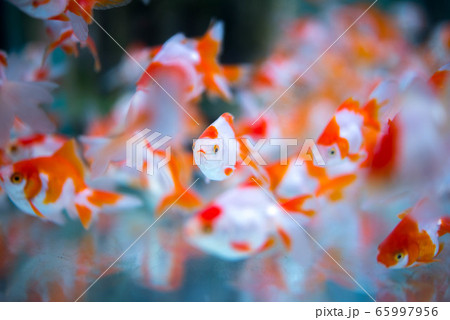 金魚 65997956