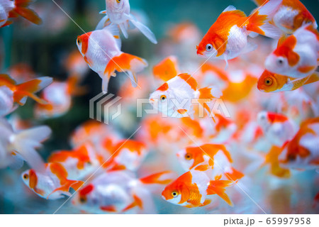 金魚 金魚 65997958