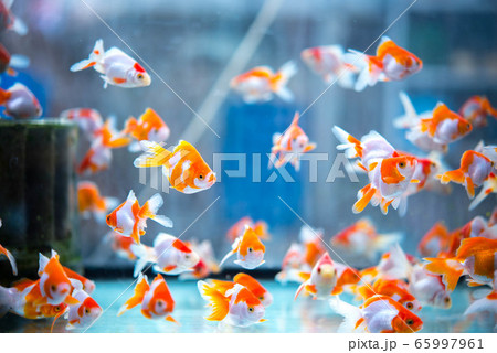 金魚 65997961