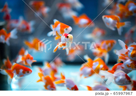 金魚 金魚 65997967