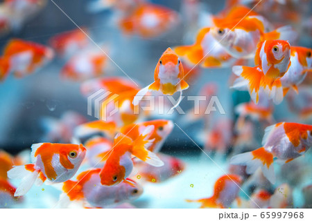 金魚 金魚 65997968