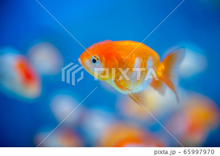 金魚 金魚 65997970
