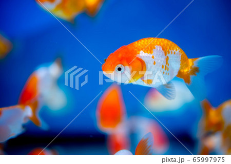 金魚 金魚 65997975