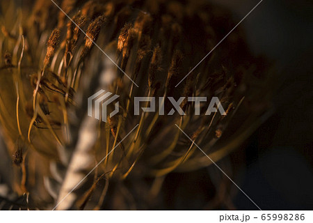 ドライアンドラ５ 65998286