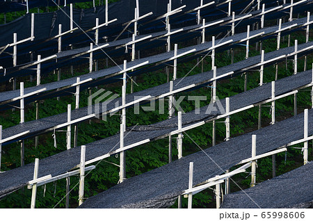 高麗人参畑 高麗人参 畑 65998606