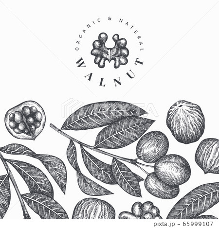 Hand Drawn Sketch Walnut Design Template Organicのイラスト素材