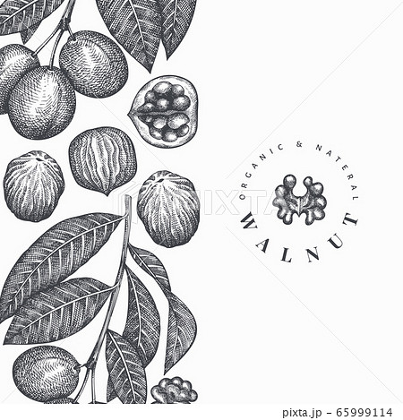 Hand drawn sketch walnut design template. Organic 65999114