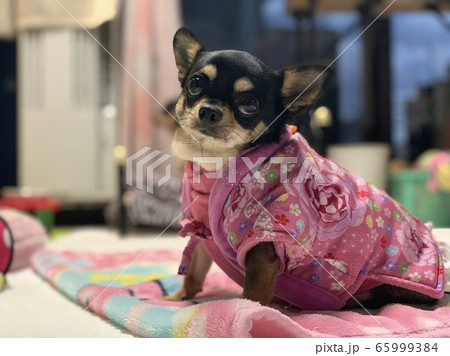 はんてん娘の写真素材