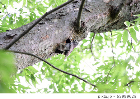 ムクドリ 巣 鳥 65999628