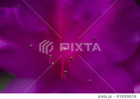 ツツジ２ 65999658