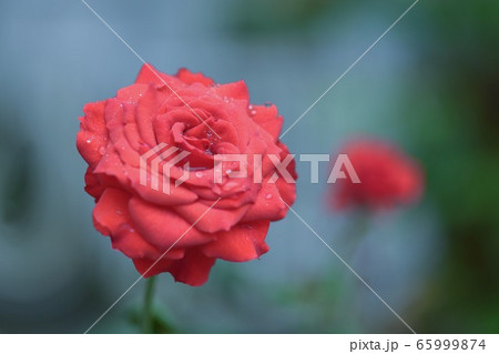 花 フラワー お花 65999874