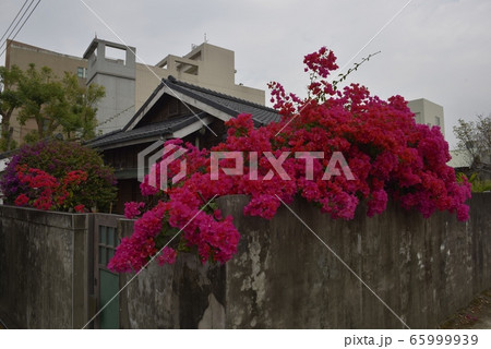 ブーゲンビリア ブーゲンビレア イカダカズラ 65999939