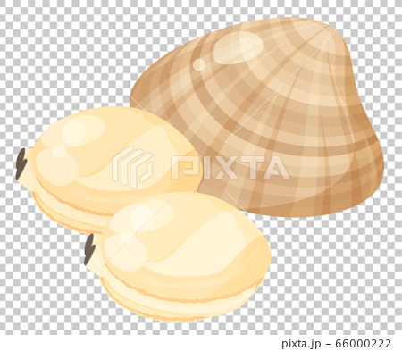 ハマグリの貝殻と中身のイラストのイラスト素材