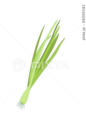 Spring Sprouting onion isolated on the white background. Lined vector illustration. Fresh green food Spring Sprouting onion isolated on the white background. Lined vector illustration. Fresh green food 66000382