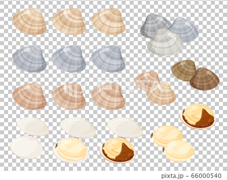 蛤插圖素材集 蛤插圖素材集 66000540