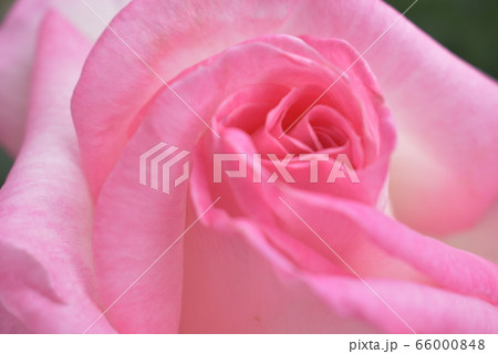 ピンクのばら　プリンセス ドゥ モナコ 66000848