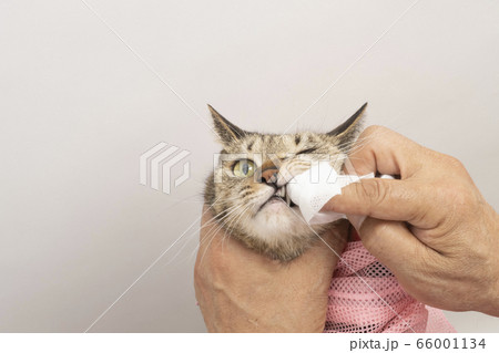 猫の歯磨きをする獣医の手元 66001134